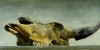 Remnants
