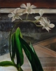 Evening Orchids